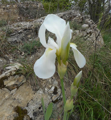 fiore di iris bianco sul monte Castello