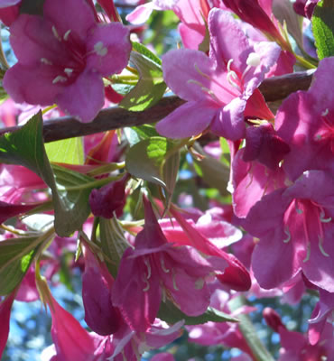 alberi in fiore presso la frazione di Maxena in Chiavari