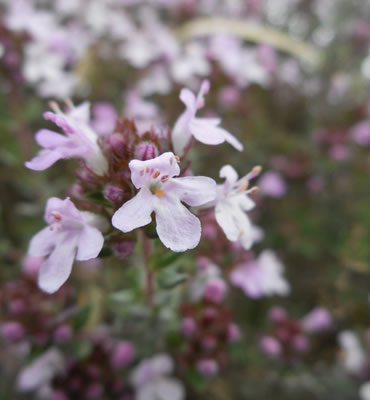 timo in fiore, ampiamente presente tra le rocce del monte Castello