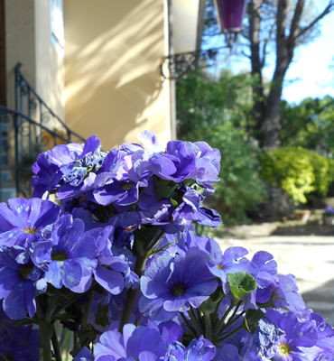 fiori in vaso tra i rustici di Case Costa, in località Sanguineto